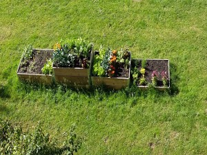 urban gardening in amsterdam-3