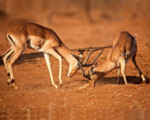 animal-springbok-hd-wallpaper-2560x2048