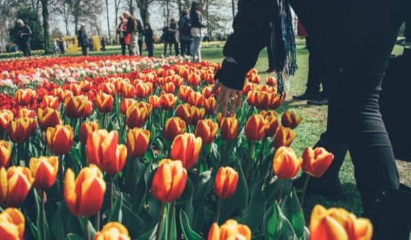 Largest Floral Market in the World-featured