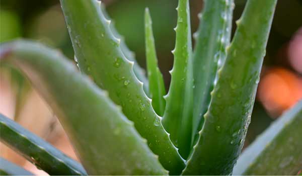 Dental health Myth-Aloe Vera