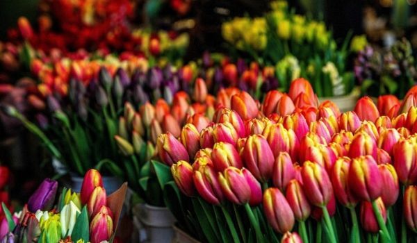 a row of tulips presented as a ducth gift idea