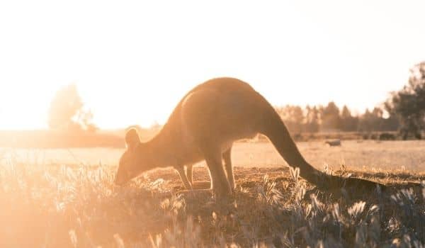 Black Swan Capital Video-Australian Investors Living in Europe