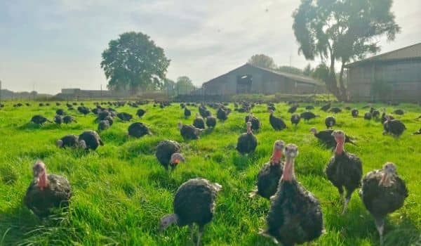 free range turkey-grutto-farm