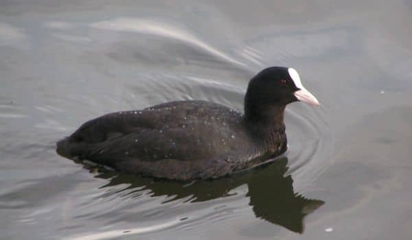 Avian Guide to the Netherlands-Coot
