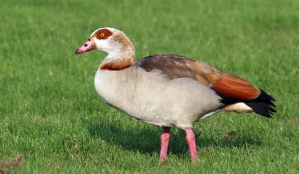 Egyptian Goose