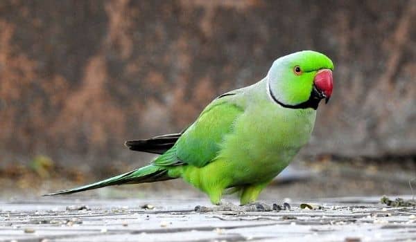 Avian Guide to the Netherlands-Wild Green Parakeet