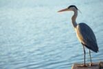 Avian Guide to the Netherlands-Heron