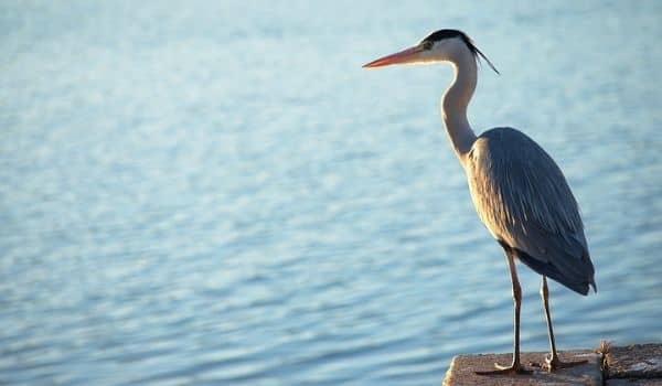 Avian Guide to the Netherlands-Heron