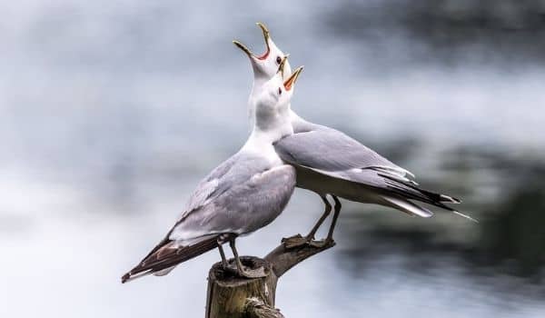 Seagull