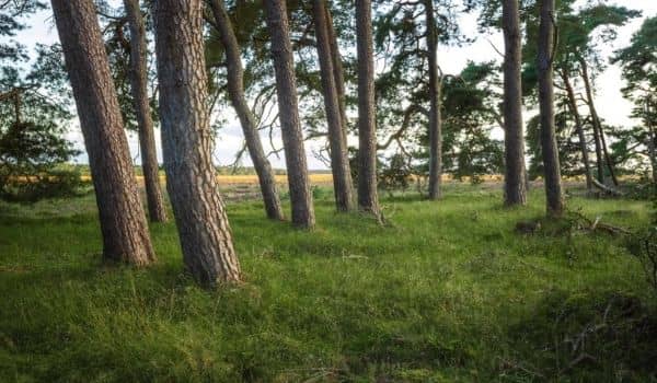 6. Hoge Veluwe National Park