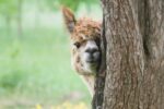 5 Best Alpaca Farms in the Netherlands