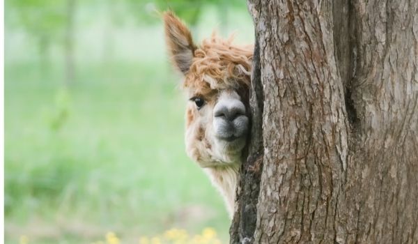 Farm alpaca 8 Alpaca