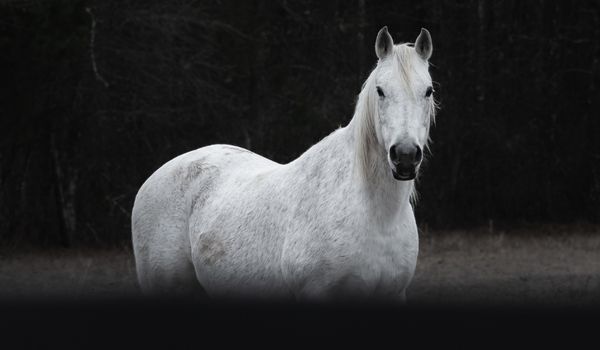 dutch pick up lines white horse