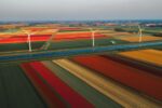 fun facts about netherlands tulips