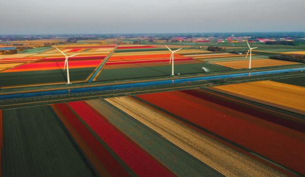 fun facts about netherlands tulips
