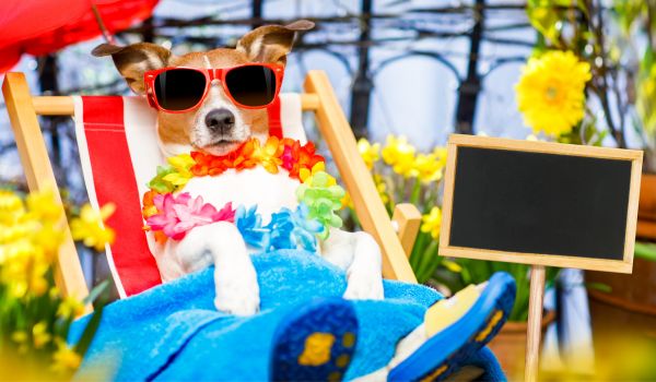 a dog reclining on the beach thinking about dutch holiday legislation