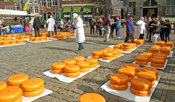 tradtional cheese trading at gouda cheese market