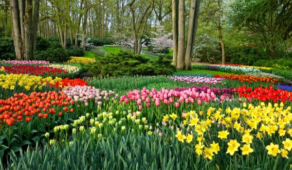 Dutch park with many different flowers