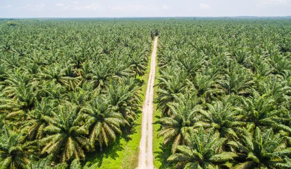 a palm forest