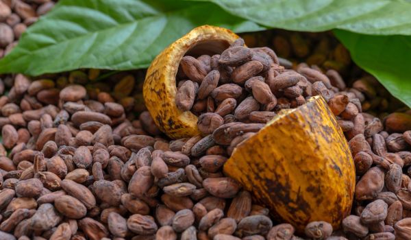 a cracked cacao bean