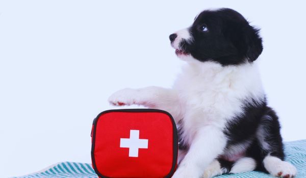 a puppy with its paw on a red medical kit