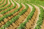 Potatoes grown in Dutch soil
