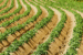 Potatoes grown in Dutch soil