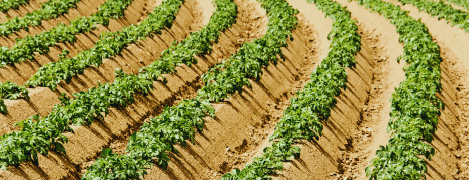 Potatoes grown in Dutch soil