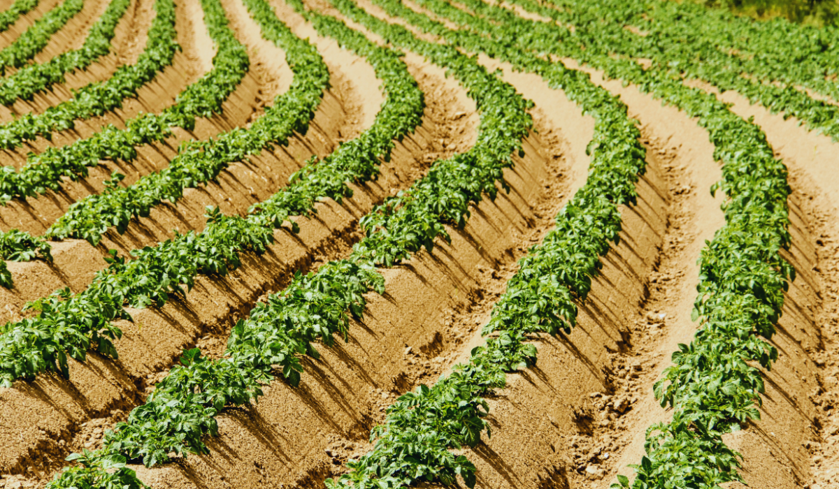 Potatoes grown in Dutch soil