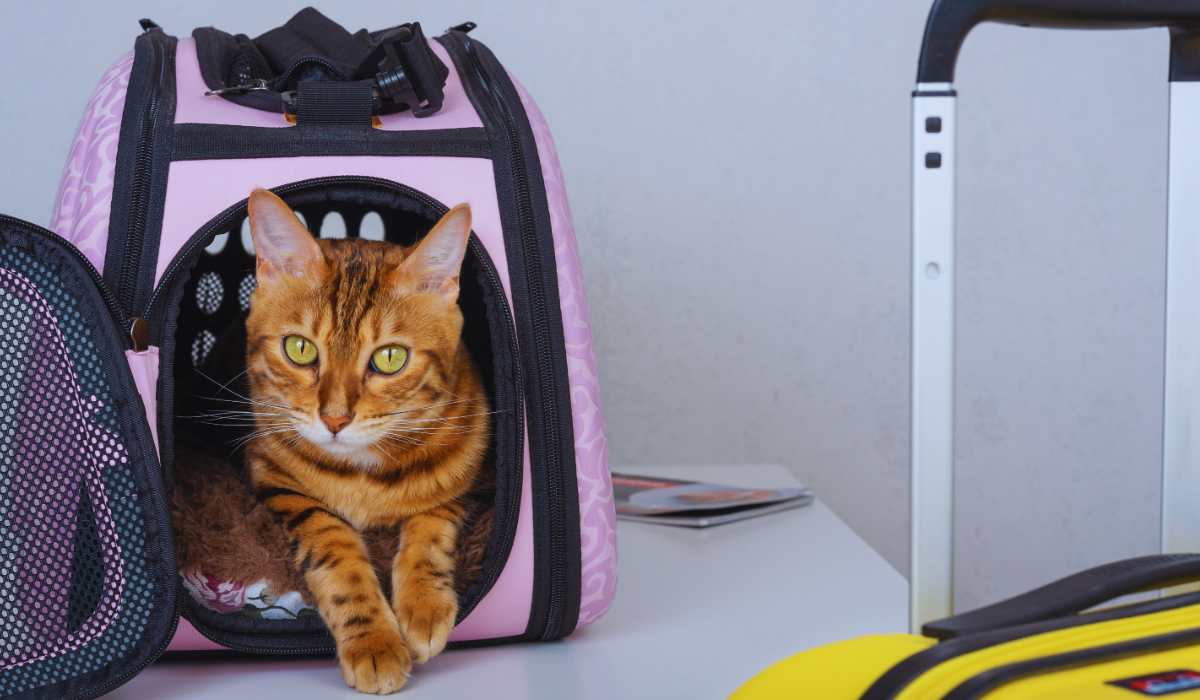 A cat in a small travel bag