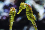 Closeup of a seahorse at the reopened artis aquarium