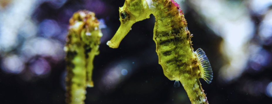 Closeup of a seahorse at the reopened artis aquarium