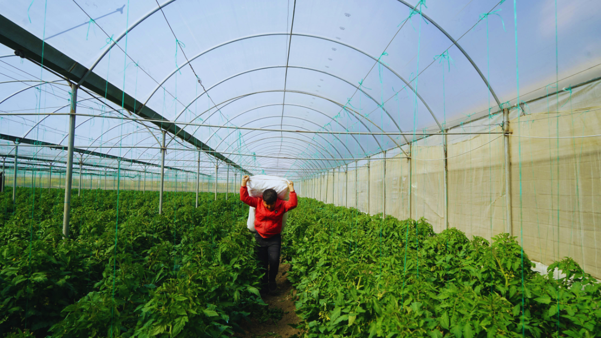 Worker working in an organic greenhouse in the Netherlands