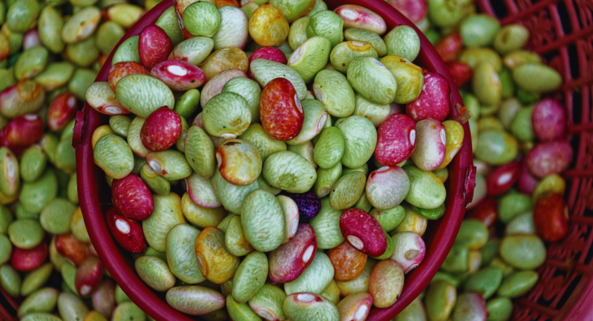 An assortment of colorful kidney beans in a bowl