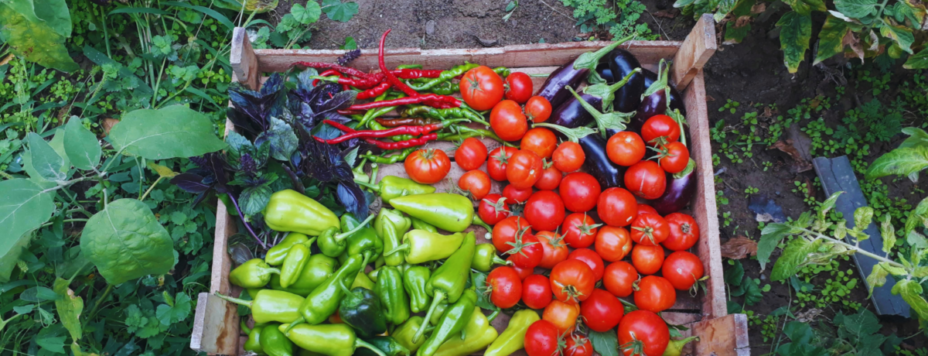 A fresh organic farming vegetable selection ina wooden crate