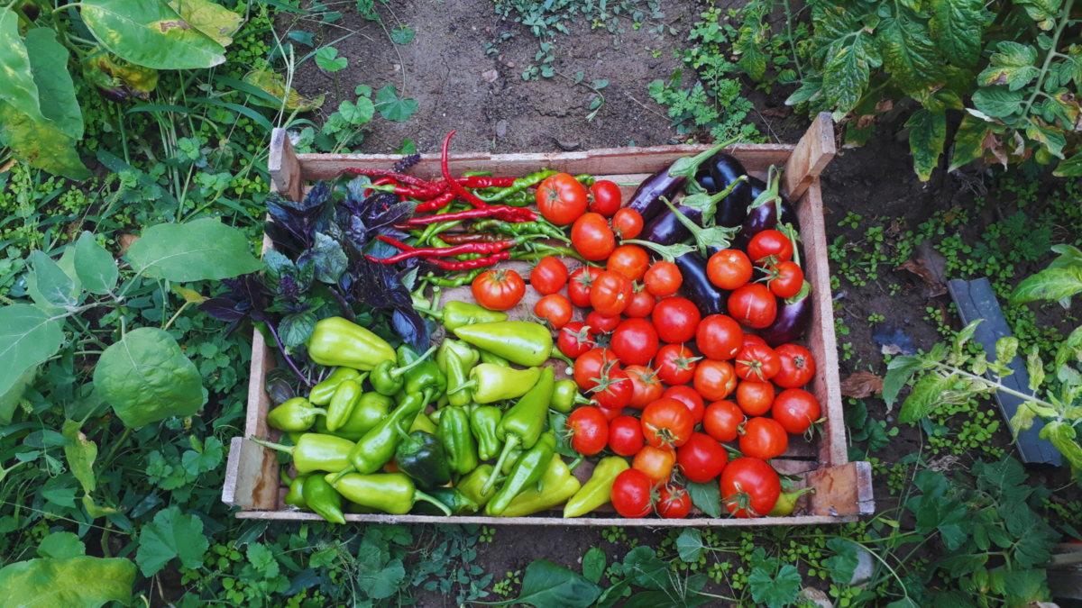 A fresh organic farming vegetable selection ina wooden crate