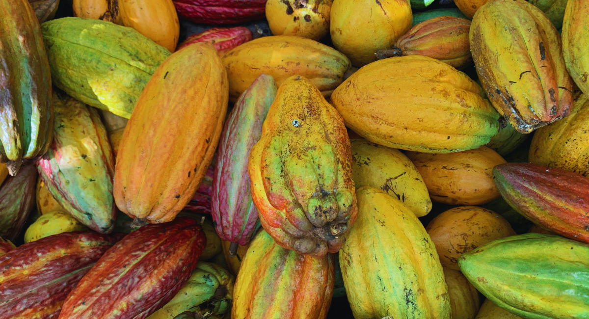 An abundant cocoa harvest in the Netherlands