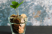 a plant growing out of a put of coins representing investment options for expats in the netherlands