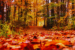 Autumn walk in the Dutch forest