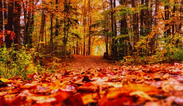 Autumn walk in the Dutch forest